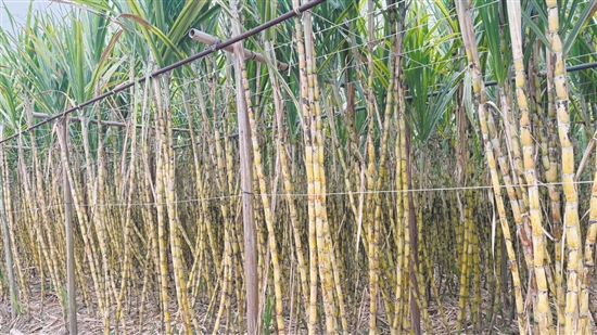 江门是广东传统的甘蔗产区，出产的黄皮果蔗以皮薄、汁多、脆甜、无渣闻名，曾远销省内外。