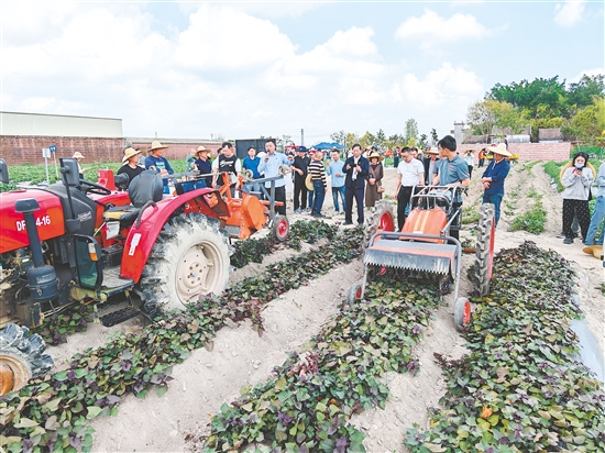 技术人员现场讲解演示甘薯联合收获机等装备的使用方法。