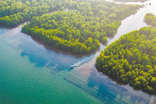 镇海湾红树林国家湿地公园满眼新绿。