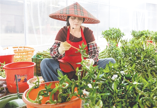 海宴花农独创螺旋弯竹培育技艺，赢得“富贵弯竹靠台山”的行业美誉。