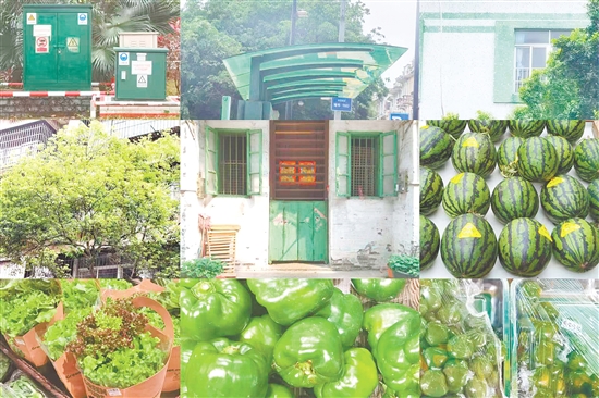 江门的春天,绿意满屏。 江门的春天,绿意满屏。