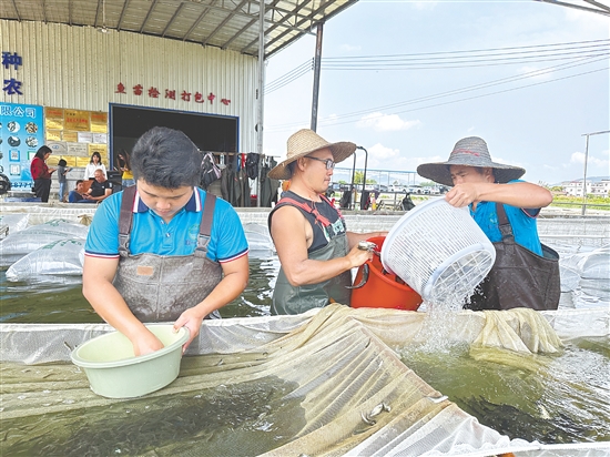 工人们将联一水产繁育的优质鱼苗装车,这批“水产芯片”即将发往各地。 工人们将联一水产繁育的优质鱼苗装车,这批“水产芯片”即将发往各地。