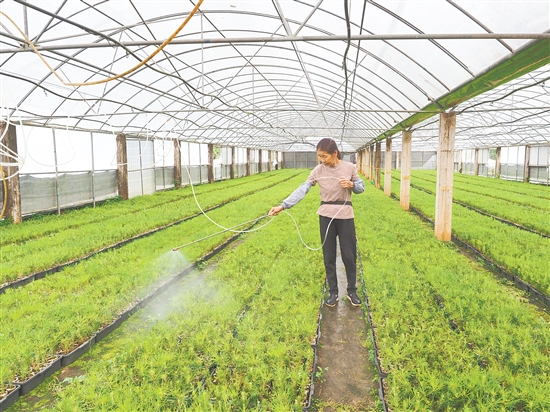 台山市红岭种子园工作人员在扦插圃灌溉树苗。