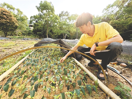 从事白云茶十余年,温振权积极推动扩种育苗,培育优质白云茶苗,壮大四九镇特色产业。 从事白云茶十余年,温振权积极推动扩种育苗,培育优质白云茶苗,壮大四九镇特色产业。