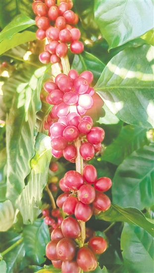 成熟的瑰夏咖啡豆。