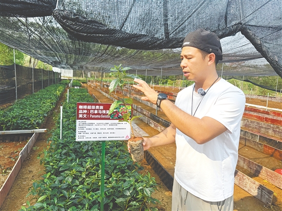 周子竣向记者介绍瑰夏咖啡苗。