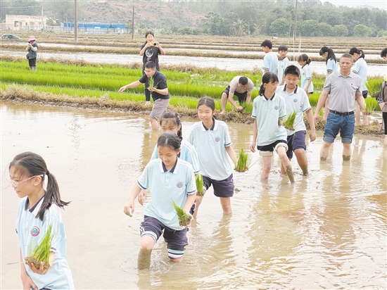 学生们走进水田，体验插秧。