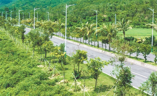 川岛镇人大代表带头植绿护绿，在上川岛飞沙滩至高笋道路种下“绿美人大代表林”，筑牢镇村生态屏障。