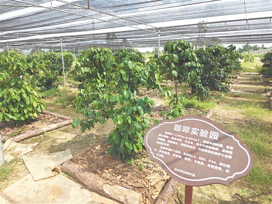 台山市红岭种子园开展咖啡树差异化栽培试验，探索林业复合经营模式，提升林地空间利用率与综合经济效益。