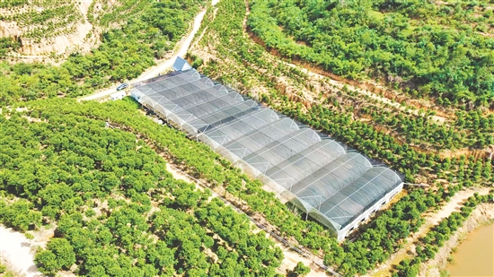 一盏沉香种植基地总种植面积超10500亩。