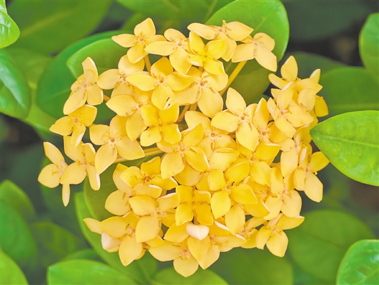 黄龙船花又名黄仙丹,适应性强、耐高温、易养护,花期可从春季持续至冬季。 黄龙船花又名黄仙丹,适应性强、耐高温、易养护,花期可从春季持续至冬季。