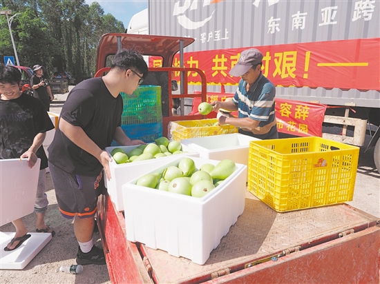台山菜农为广西灾区捐赠蔬菜。