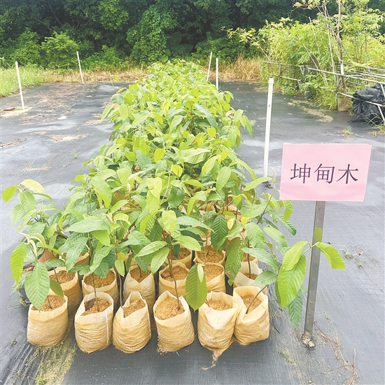 珍稀坤甸木成功落地台山、扎根侨乡。
