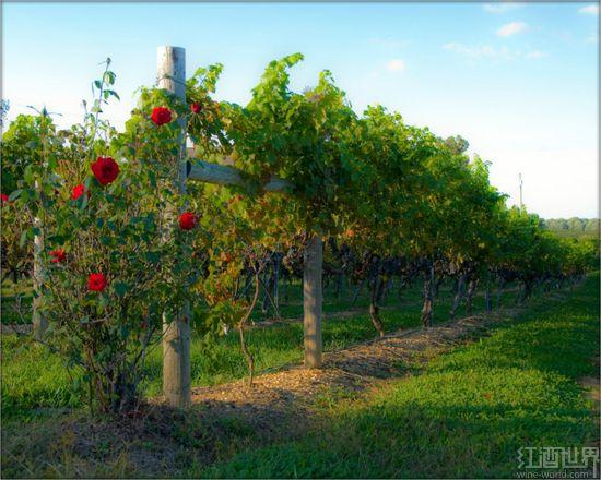 关于葡萄酒这三件事你知道吗-中国江门网.江门