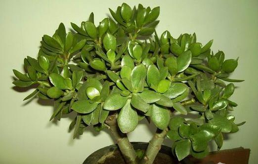 据说这些多肉植物有毒,赶紧回家检查!-中国江门