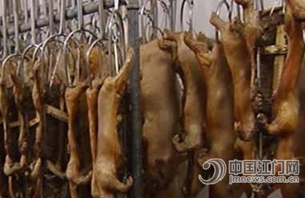 乳猪售价略降-中国江门网·江门市综合门户网