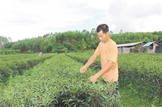 陈真斗想扩大梅尖茶种植规模,但遇到了不少困难。 陈真斗想扩大梅尖茶种植规模,但遇到了不少困难。