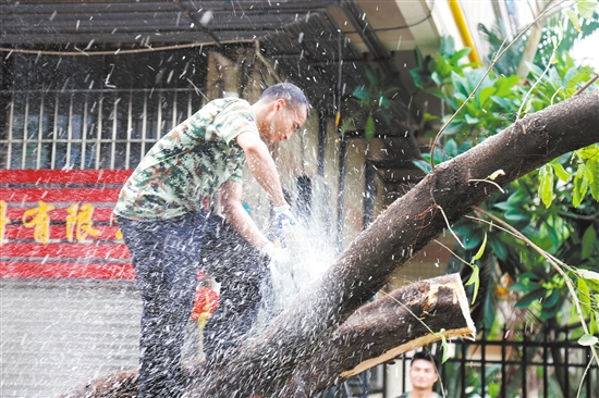 迅速行动连续作战 全力恢复城市园林景观林业园林人风雨中坚守 中国财经界 www.qbjrxs.com