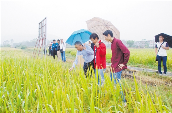 23种水稻新良种在恩平试种调整农业种植结构 促农民增产增收 中国财经界 www.qbjrxs.com