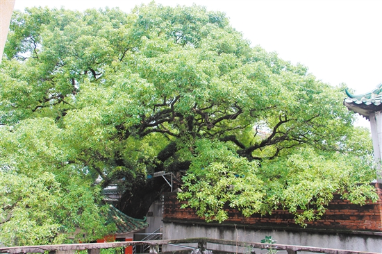 我市现存古树名木共计38科69属90种、1734株。图为465岁的香樟树。