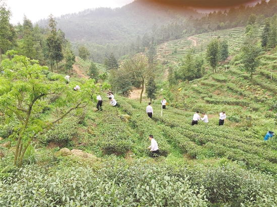 鹤山农商银行在古劳茶山生态园开展团建活动.