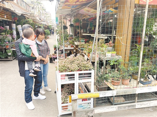 市民在菱东花鸟街选购鲜花。刘倩摄