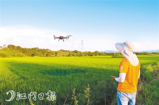 无人机“飞防”效率很高,深受农户欢迎,