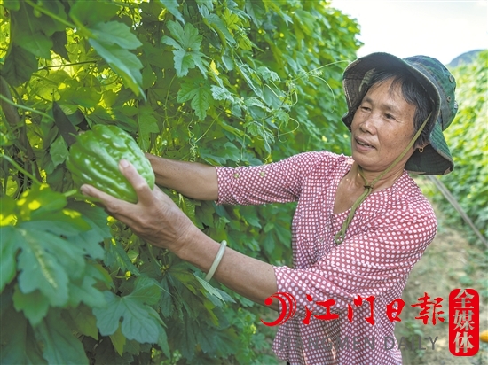 瓜农在采摘杜阮凉瓜.