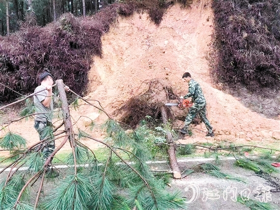 大树倒在路边，江门市西部（开平）森林消防大队的队员进行清障。
