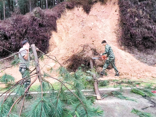 大树倒在路边，江门市西部（开平）森林消防大队的队员进行清障。