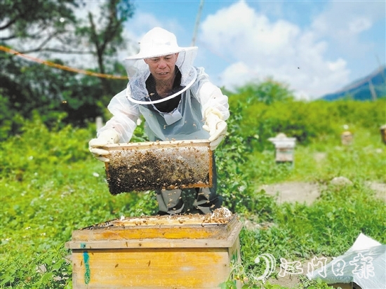 恩平市那吉镇“养蜂采蜜”基地带动村民走上致富路。毕松杰