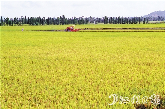 农发行江门市分行支持粮油储备工作。
