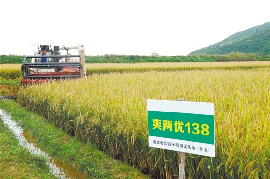 在专家测量范围后，收割机开始下田对耐盐碱水稻进行收割。