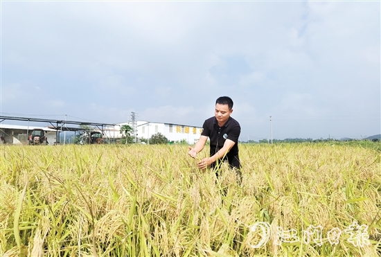 卢子策在丝苗米产业园察看水稻生长情况
