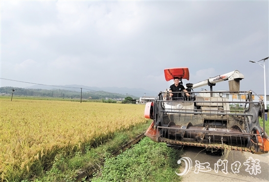 在水稻种植过程中，卢子策参与每一个环节。