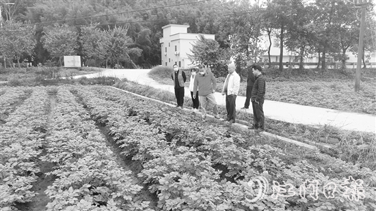 “轻骑兵”农技服务队下乡，了解种植户的马铃薯种植情况。