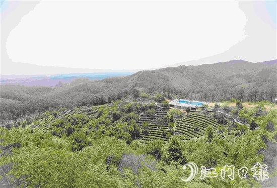 古劳茶山生态园位于茶山七星坑村，种茶面积约53.33公顷（800亩）。