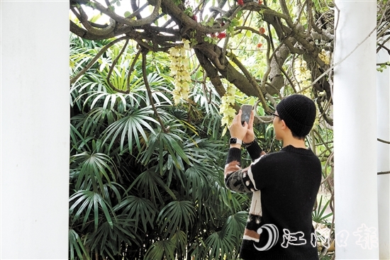 新会葵博园的禾雀花竞相开放。