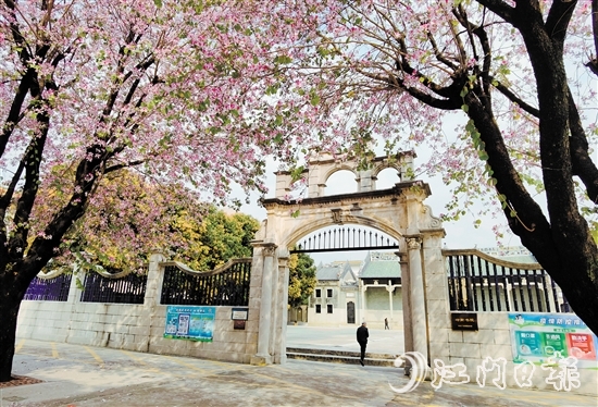 新会书院门前的宫粉紫荆浪漫“上线”。