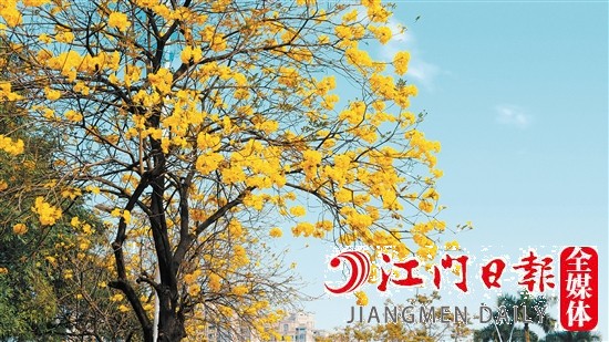 进入3月份，蓬江区内的黄花风铃木竞相开放。