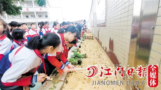 学生亲身体验种植蔬菜的过程。