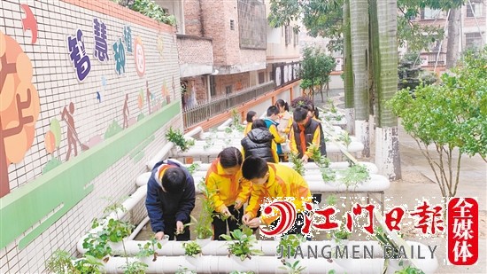 沙坪街道第七小学学生观察水培植物。