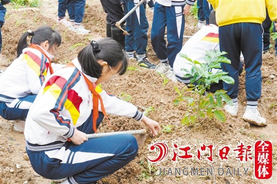 古劳镇双桥小学学生在耦耕苑进行劳作。