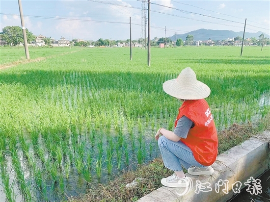 人保财险江门分公司工作人员在勘察农田情况。