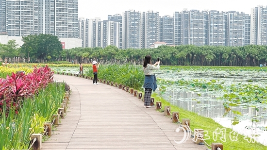 盛开的荷花吸引市民、游客前来拍照打卡。