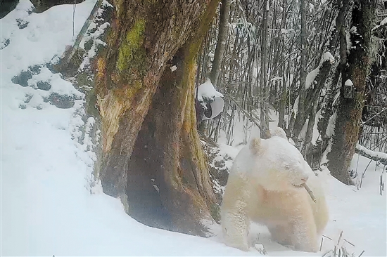 红外相机拍摄到的白色大熊猫活动画面。