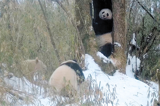 这是2月份红外相机拍摄到的白色大熊猫（左一）与一对大熊猫母子同框的画面。
