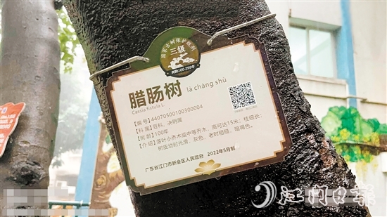 这棵腊肠树古树位于新会区南宁街。