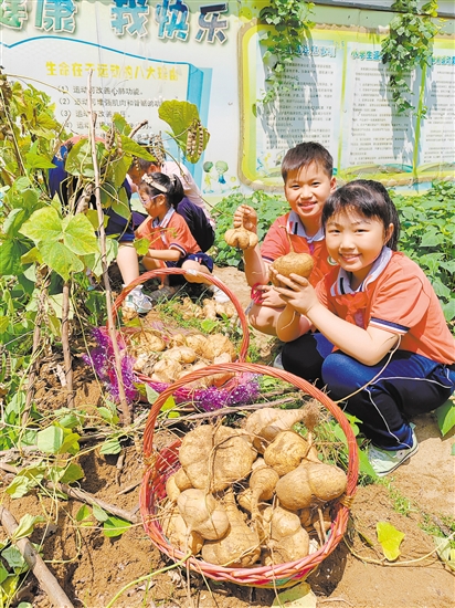沙葛大丰收，同学们喜笑颜开。