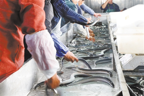 我市水产品丰富，近年来，创建了台山鳗鱼等省级产业园。图为台山鳗鱼生产加工现场。